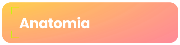 anatomia